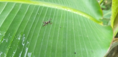 Micrathena sexspinosa