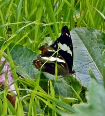 Catonephele numilia esite