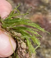 Bryopsis