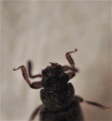 Blediotrogus guttiger