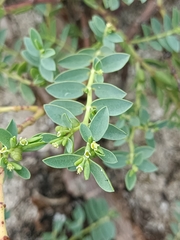 Euphorbia mesembryanthemifolia