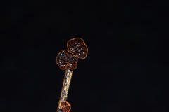 Anthracophyllum discolor