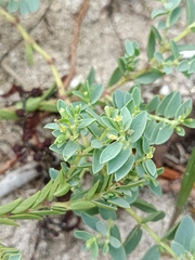 Euphorbia mesembryanthemifolia