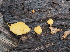 Crepidotus