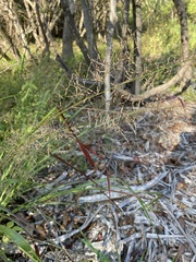 Coleataenia rigidula