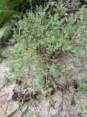 Euphorbia mesembryanthemifolia