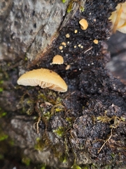 Crepidotus