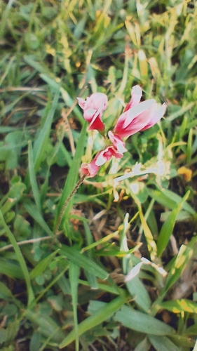 Image of Trifolium polymorphum by no rights reserved
