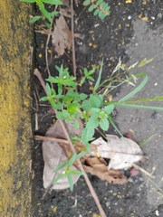 Stemodia verticillata