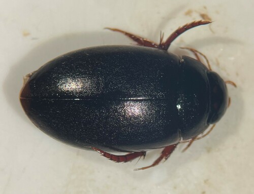Ambiguous Predaceous Diving Beetle
