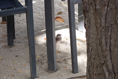 Passer domesticus