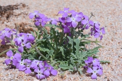Matthiola tricuspidata