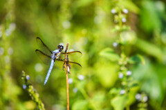 Libellula flavida