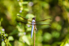 Libellula flavida