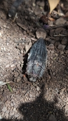 Ectinogonia buquetii