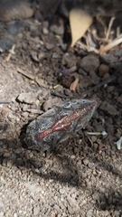 Ectinogonia buquetii