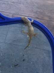 Hemidactylus mabouia