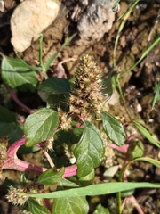 Amaranthus retroflexus