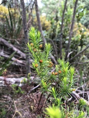 Hypericum juniperinum