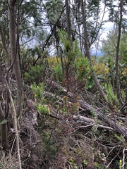 Hypericum juniperinum