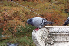 Columba livia domestica