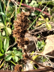 Amaranthus retroflexus