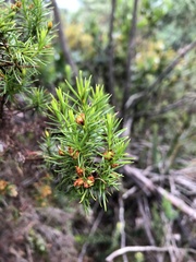 Hypericum juniperinum