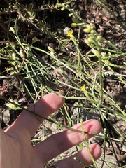 Lepidospartum squamatum