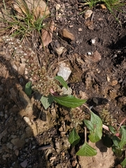 Amaranthus retroflexus