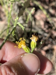 Lepidospartum squamatum