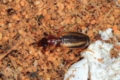 Cymindis lineata