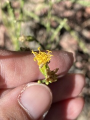 Lepidospartum squamatum