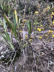 Chaetolepis microphylla