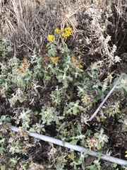 Eriophyllum staechadifolium