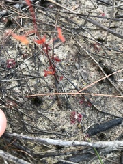 Drosera peltata