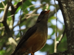 Turdus olivaceus olivaceus