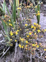 Chaetolepis microphylla
