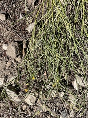 Lepidospartum squamatum