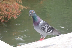 Columba livia domestica