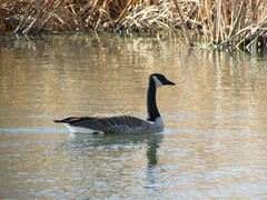 Branta canadensis