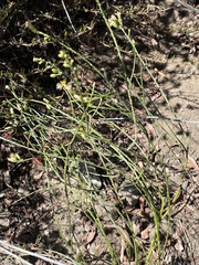 Lepidospartum squamatum