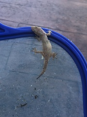 Hemidactylus mabouia