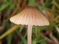 Mycena olivaceomarginata
