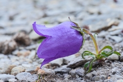 Campanula alpestris