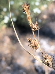 Carex serratodens