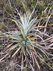 Puya lineata