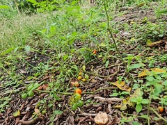 Solanum lycopersicum cerasiforme