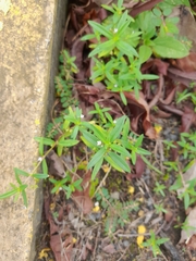 Oldenlandia corymbosa