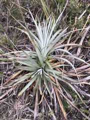 Puya lineata