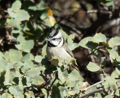Baeolophus wollweberi